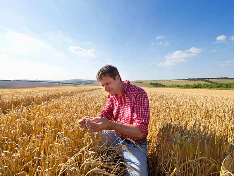 Compléments de Boulangerie