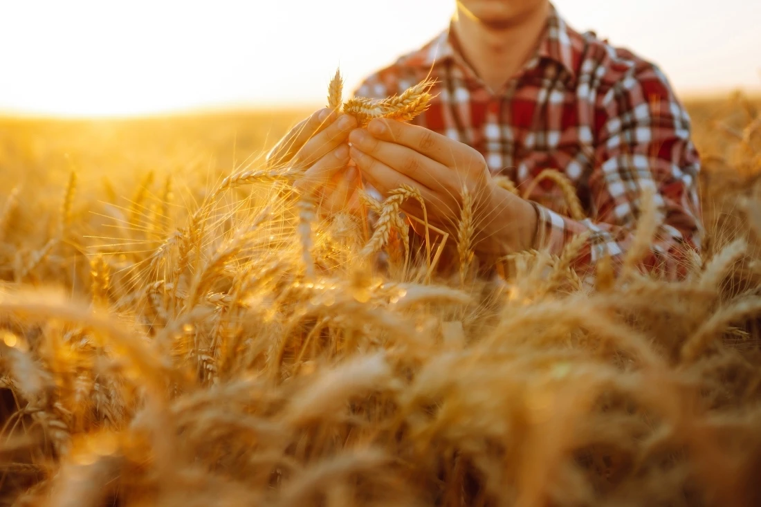 Le bl&eacute; complet