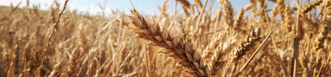 Champs de blé