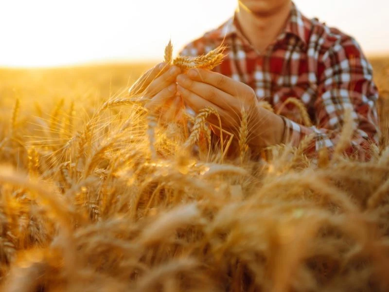 Le blé complet est-il meilleur pour la santé ?