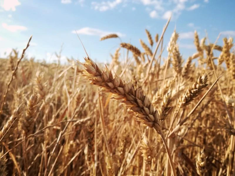 Blé tendre